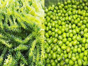 Bánh phồng ít chất béo nhưng giàu dinh dưỡng từ rong nho và đậu xanh